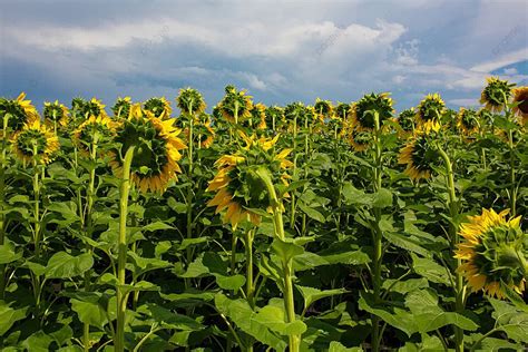 sfondo girasoli|girasole foto carta.